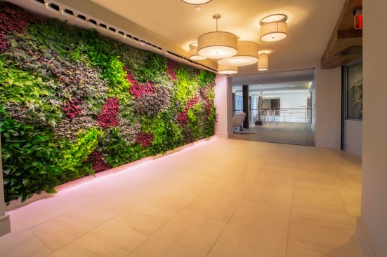 The Living Green Wall at Fuse Cambridge, which includes various plants with health and sustainability benefits.&nbsp;